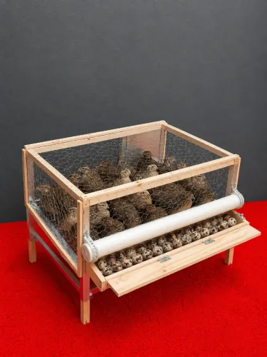 Cordoneira para até 20 Codornas C/ Rolagem Automática dos ovos 
