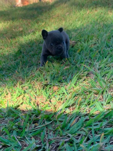 BullDog francês 