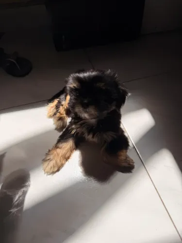 Vendo filhote de shih tzu puro 