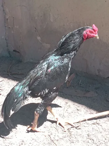 Galo da raça shamo