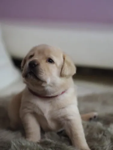 Labrador companheio ideal