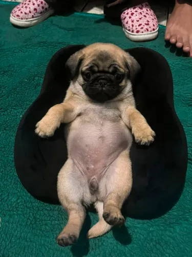 Pug filhote fêmea 