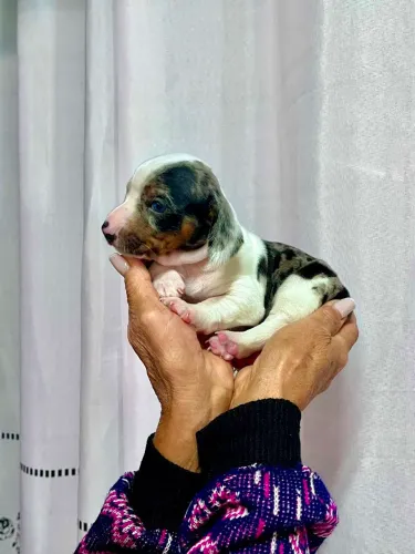 Lindos filhotes de dachshund ,( Cofap , Basset, )