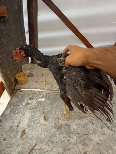 Casal de frango índio 