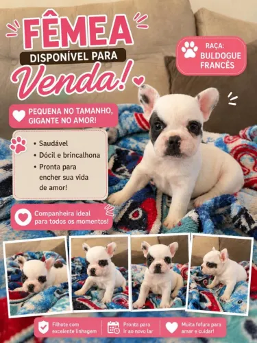 Bulldog francês