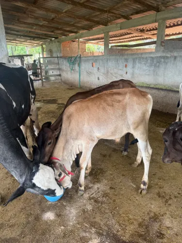 Bezerro Nelore mestiço 