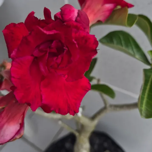 Promoção linda rosa do deserto vermelha
