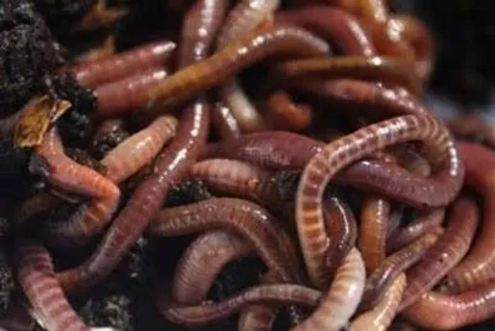 Minhocas californianas para compostagem