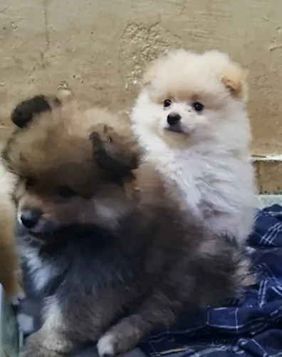 Spitz Alemao / Lulu da Pomeranea