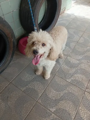 Poodle toy 