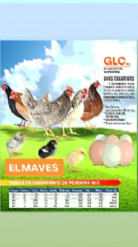 Poedeiras GLC. Pintainhas