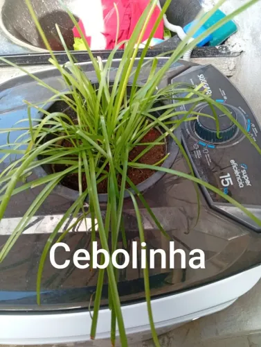 Plantas Naturais cebolinha 