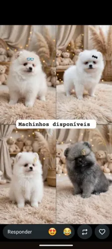 Spitz Alemão