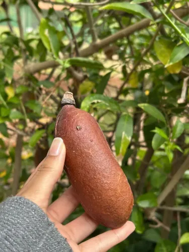 Jatobá