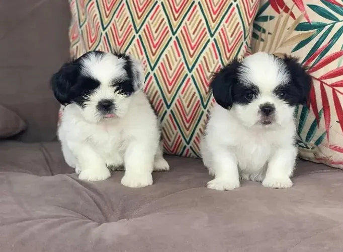 Shih tzu doçura e charme