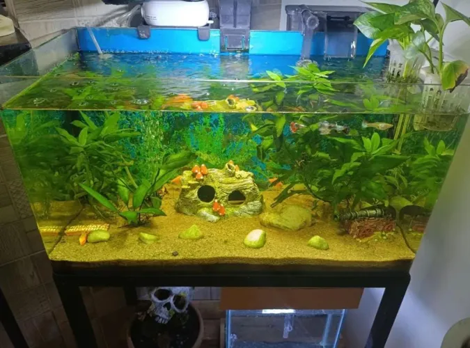 Vendo lindo aquari6de 60l