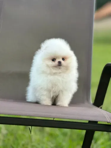 LULU DA POMERANIA LINHAGEM RUSSA E COREANA!!