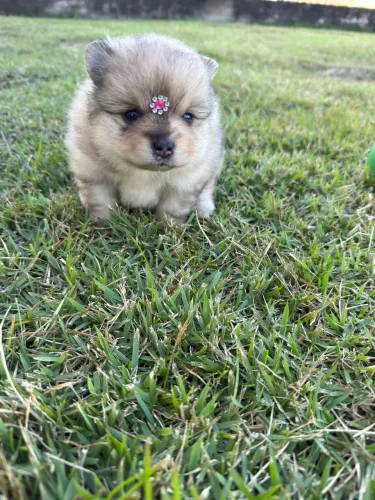 Lulu da Pomerania 