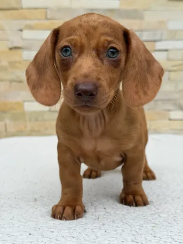 Dachshund Fêmea Arlequim Caramelo Dos olhos verdes ( Pedigree )