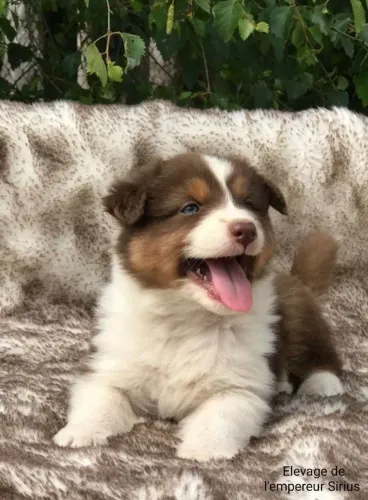 Filhote border collie, Se prepare para momentos inesquecíveis com seu novo amigo!