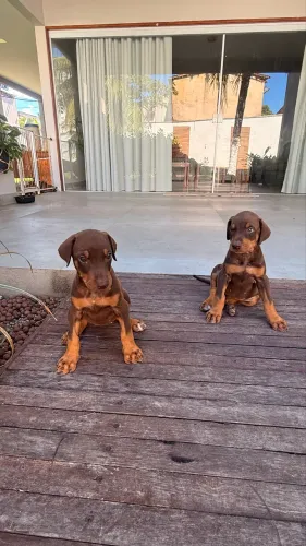 Filhote de Doberman fêmea 