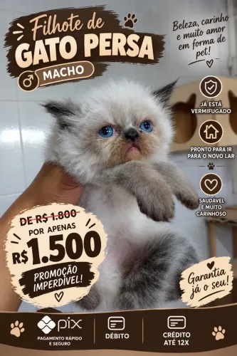 Gato persa filhotes