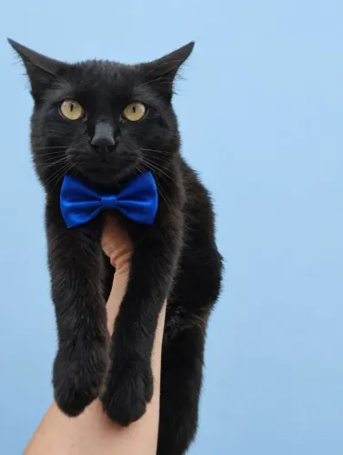 Doação gato macho com 3 meses.