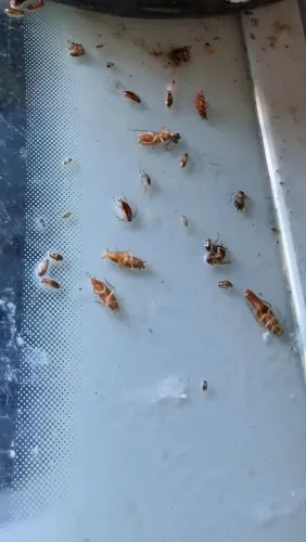 Dedetizacao profissional escorpiões e baratas