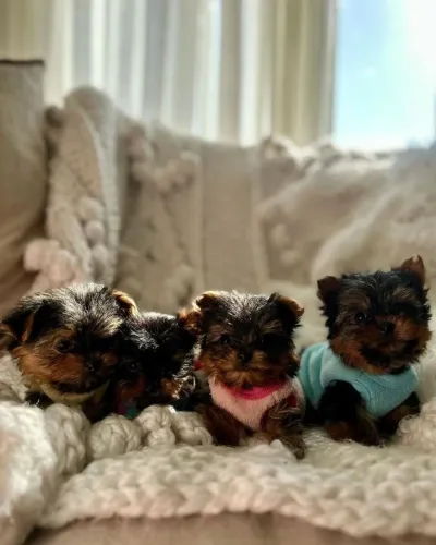 Yorkshire Terrier - Venha Conhecer Nossos Bebê De Quatro Patas 