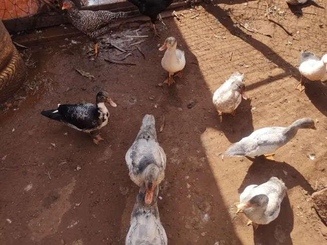 Vende se patos