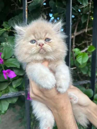 Gatos persas incríveis
