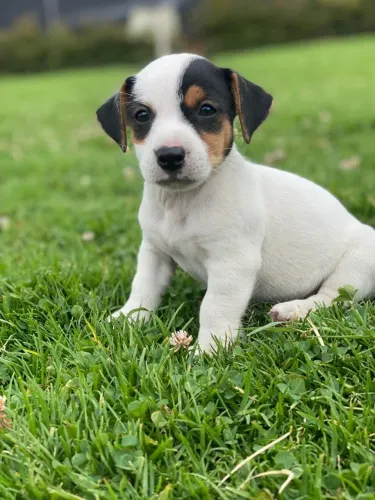 fox paulistinha x pinscher 