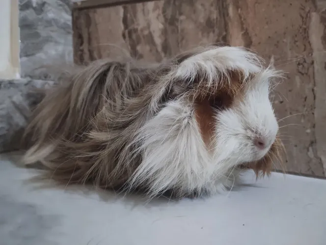 Porquinho da índia peruano