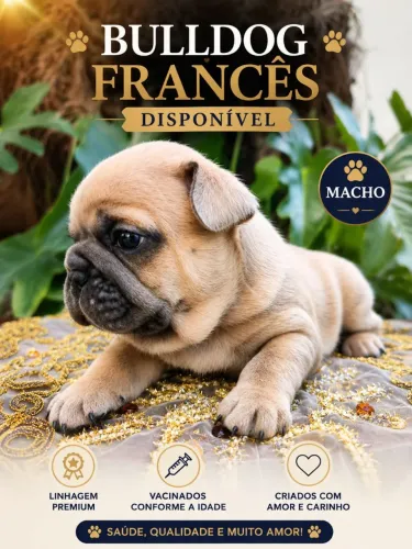Bulldog Francês