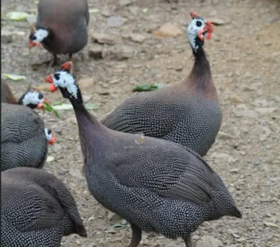 Vendo galinhas D'angola