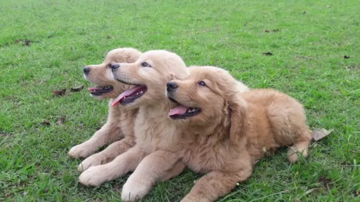Golden Retriever Um amigo que traz paz ao lar