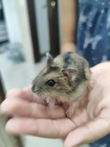 Hamster ?