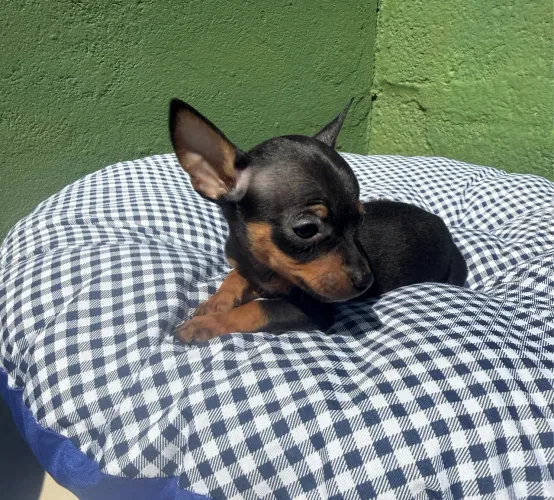 Pinscher machos