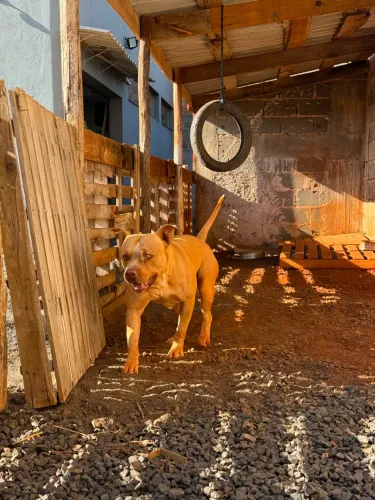 Pitmonster pitbull