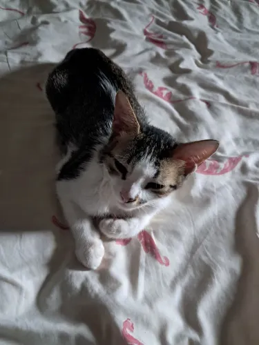 GATINHA PARA DOAÇÃO 