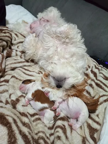 Vendo filhotes Shi tzu