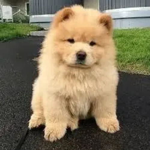 Chow Chow O Chow Chow explorou novos espaços com confiança.