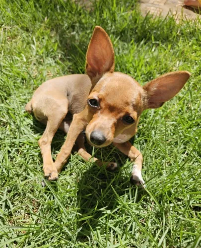 Pinscher 0