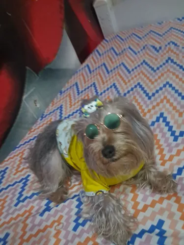 A Procura de uma namoradinha
