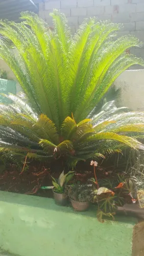 Palmeira cica revoluta