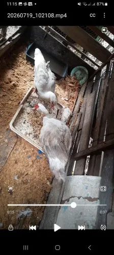 Vendo casal de pato