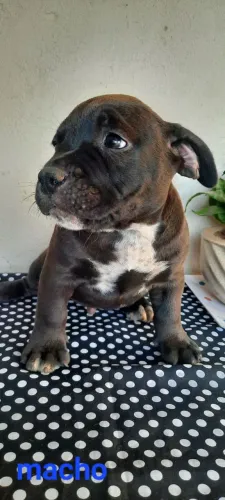 Pitbull × american bully.