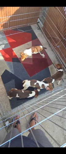 Filhotes de terriet brasileiro 