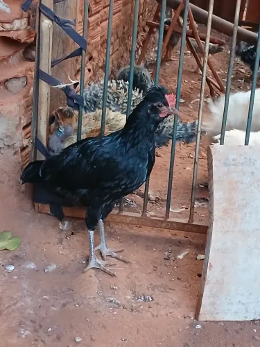 Galizé doação 