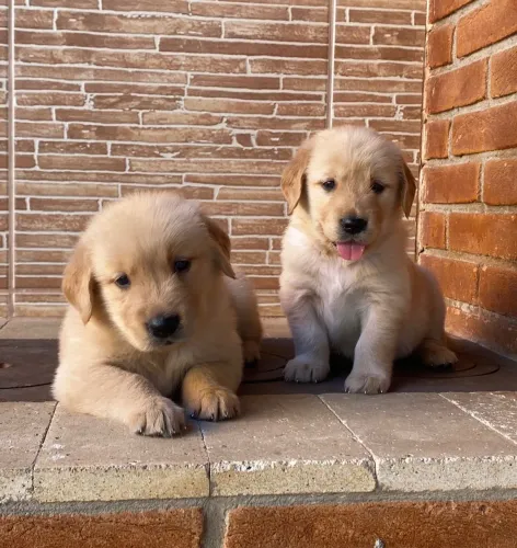 Golden Retriever Filhotes ( venda )